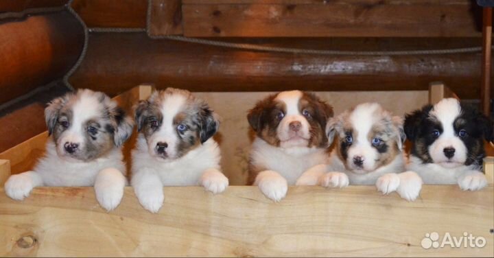 Щенки австралийской овчарки