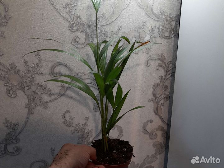 Пальма хамедорея. Пальма Дипсис