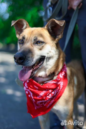 Собака в добрые руки