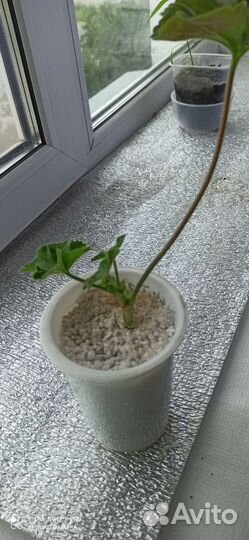 Герань пеларгония тюльпановидная