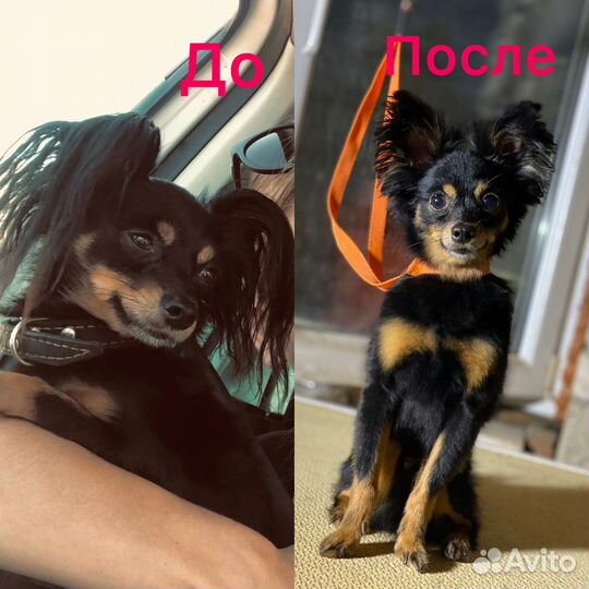 Груминг собак