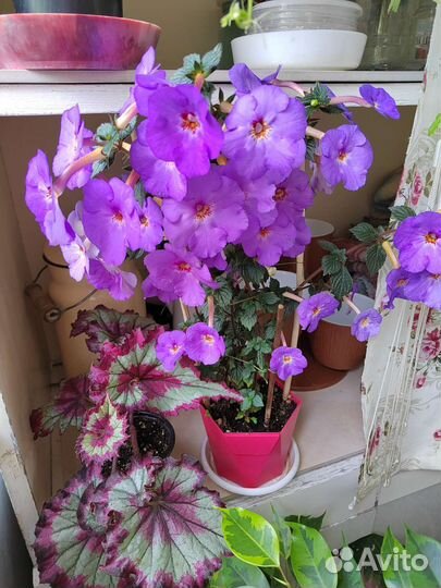 Ахименес ризомы предварительное бронирование