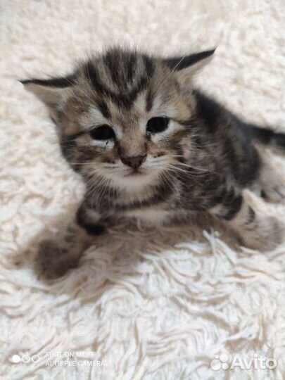 Шотландские котята