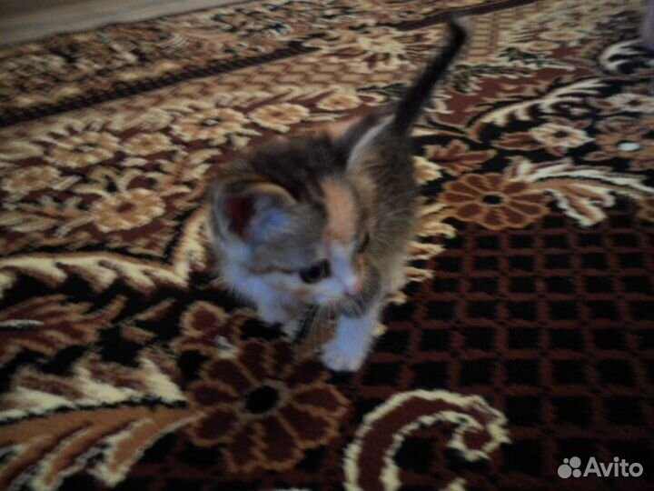 Котята 2 месяца