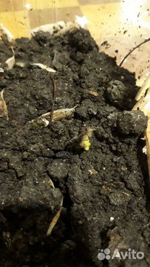 Семена катальпы