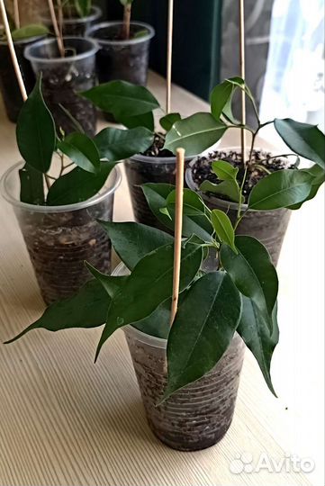 Фикусы бенджамина