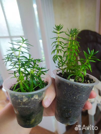 Другие комнатные цветы