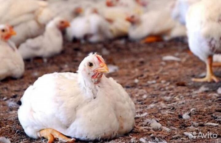 Бройлер суточный