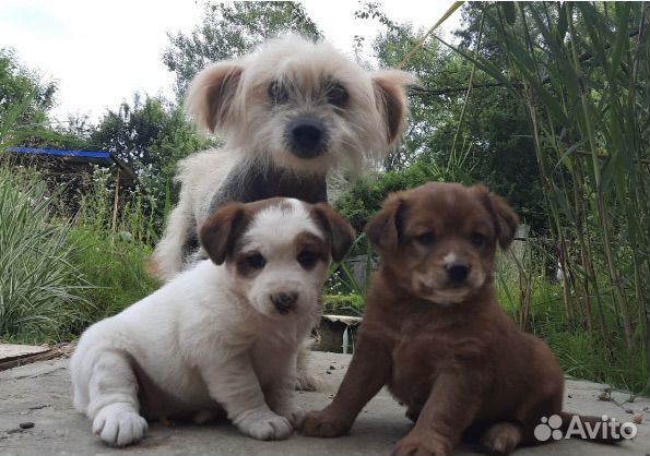Щенки в добрые руки