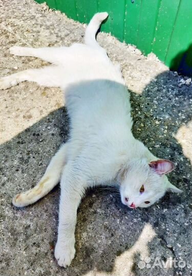 Чудесный белый котик оказался на улице