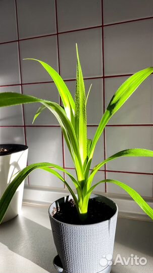Пальма панданус комнатный цветок