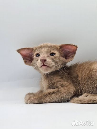 Ориентальные котята экстрим