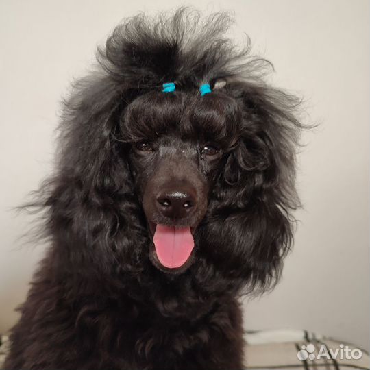 Домашние животные собаки маленькие