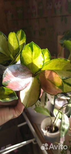 Хойя аустралис лиза вар, на срез, по 3-5 узлов