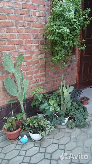 Растения для сада