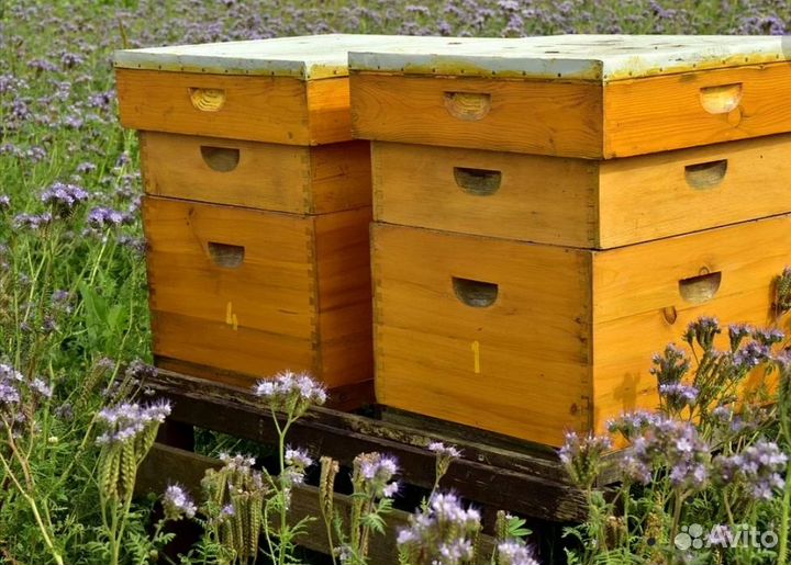 Продам пчелосемьи
