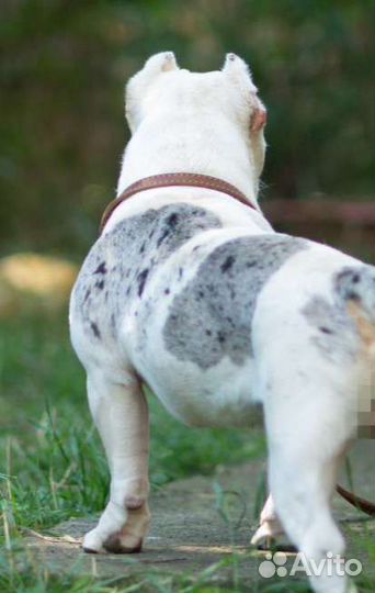 Американские булли - женихи