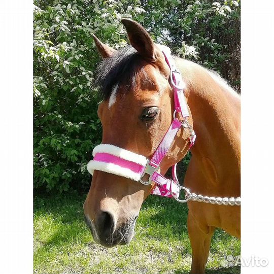 Недоуздок на лошадь