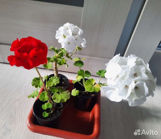 Пеларгония герань