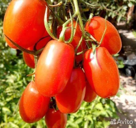 Семена томата брисколино f1 10шт