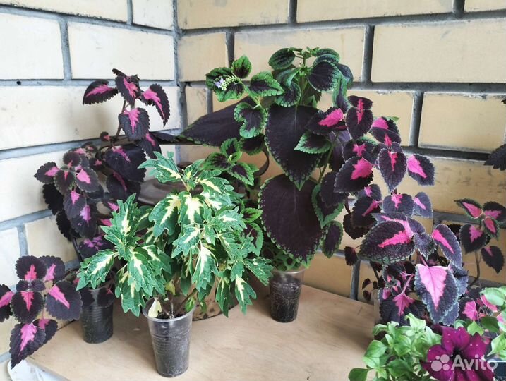 Крапивка колеус koleos