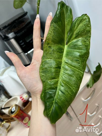 Филодендрон биллиату вариегатный