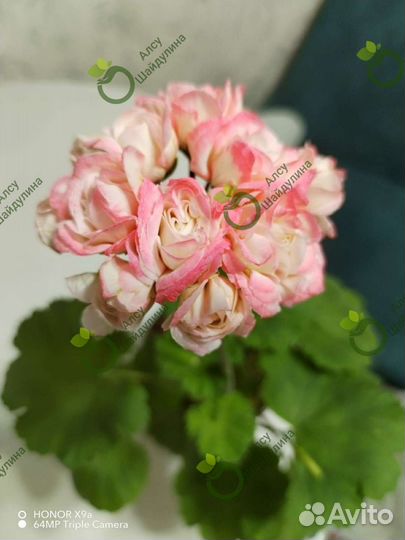 Пеларгония герань срез, укорененные