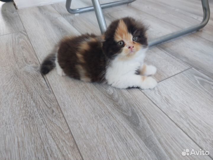 Шотландские вислоухие котята