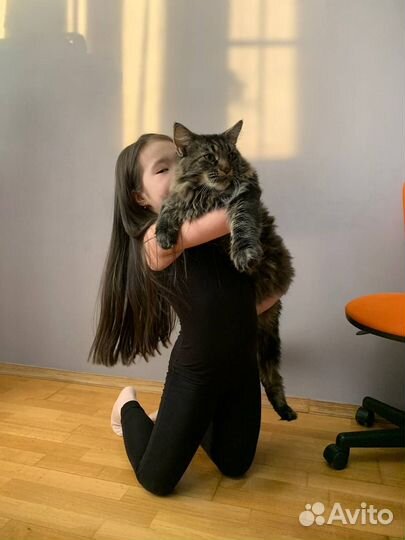 Аренда кота