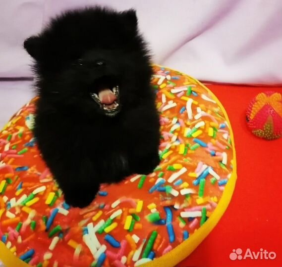 Мини шпиц девочка