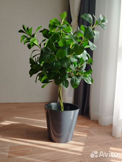 Искусственное дерево фикус Мокламе