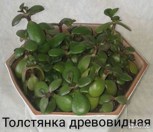 Комнатные растения