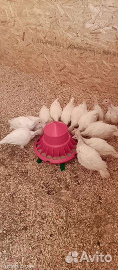 Индюшата биг 6