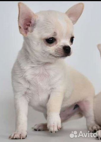 Щенки Чихуахуа мини в Сургуте