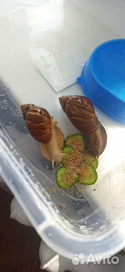 Улитки ахатины