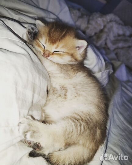 Британская золотая шиншилла