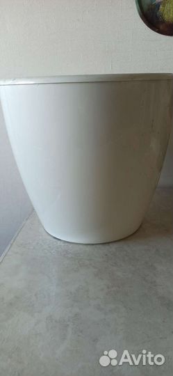 Драгоценная орхидея и горшок большого объёма