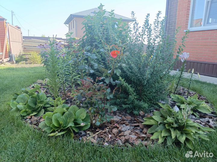 Многолетники садовые