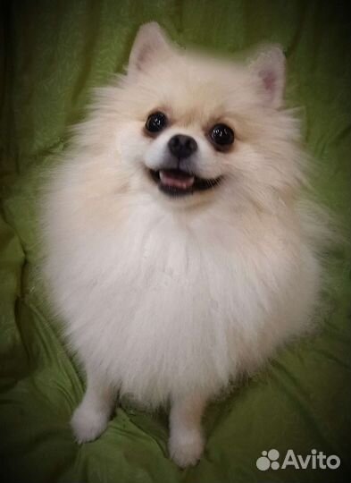Померанский шпиц девочка