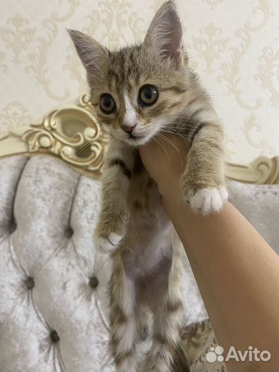 Кошка в дар бесплатно