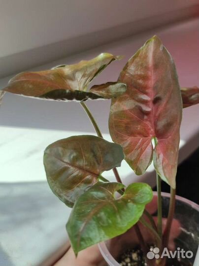 Сингониум Aaron Brown, аарон браун