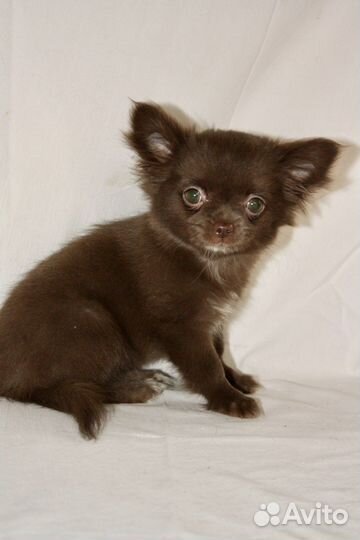 Девочка чихуахуа