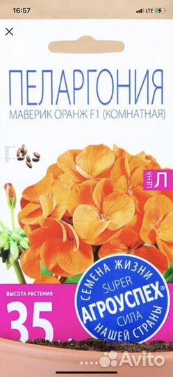 Пеларгонии мини. Домашние, балконные