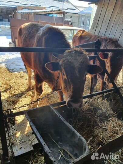 Быки на мясо