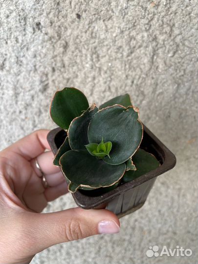 Филодендрон