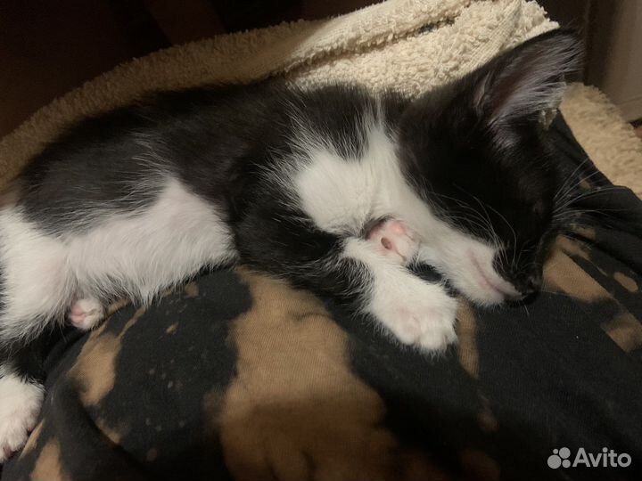Котёнок бесплатно