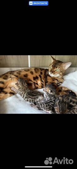 Бенгальская