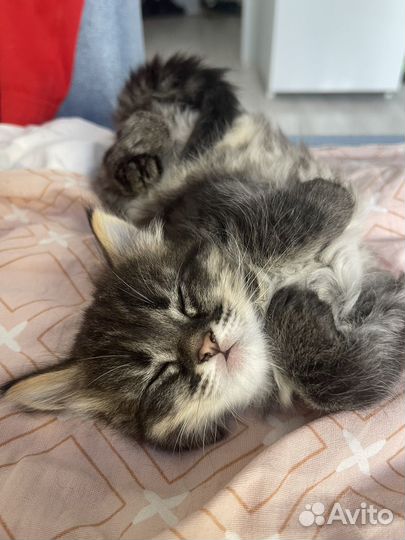 Котятки Чаузи