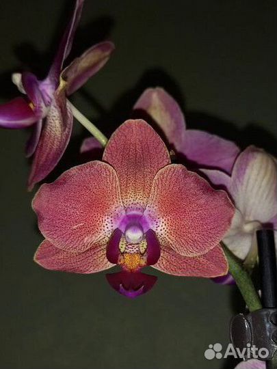 Орхидея Мария Тереза
