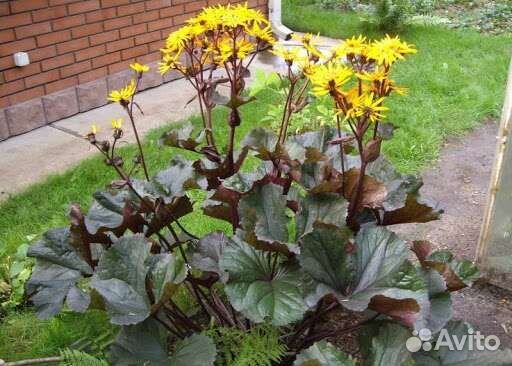 Бузульники, лилейники и другие цветы